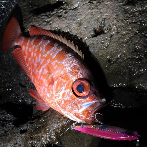 ゴマヒレキントキの釣果