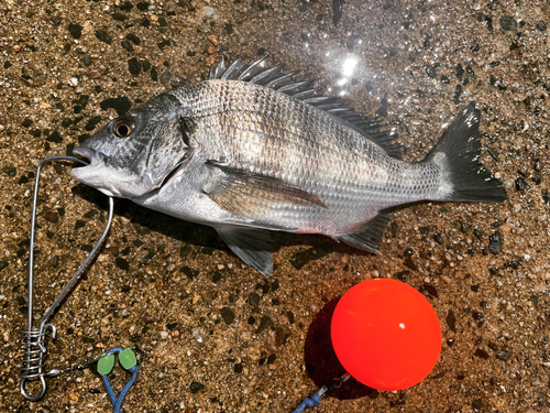 クロダイの釣果