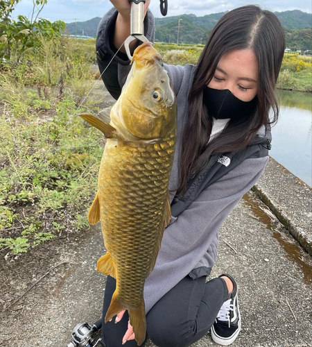 コイの釣果