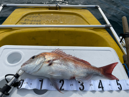 マダイの釣果