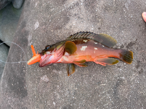 アカハタの釣果