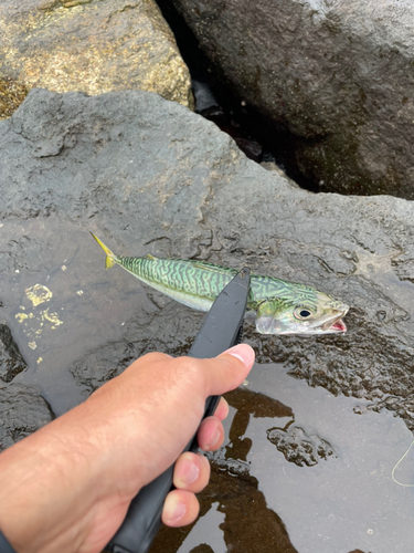 サバの釣果