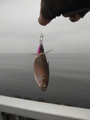 コノシロの釣果