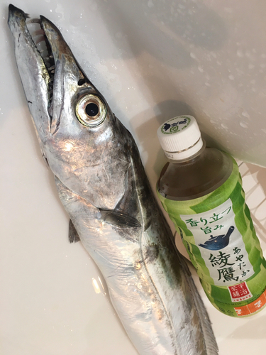 タチウオの釣果