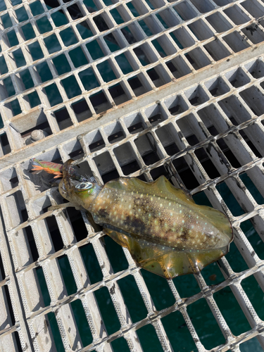 アオリイカの釣果