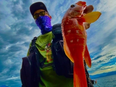 アカハタの釣果