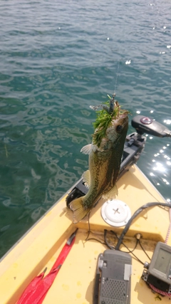 ブラックバスの釣果