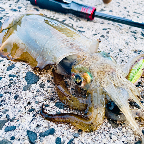 アオリイカの釣果