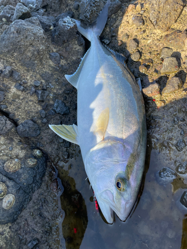 ショゴの釣果