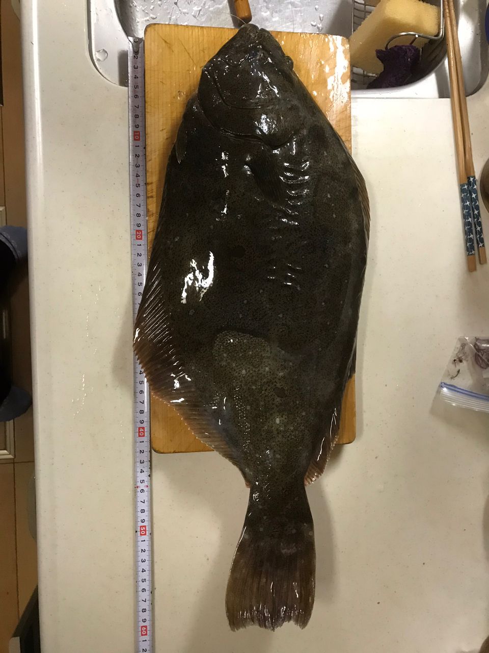 ヒラメ