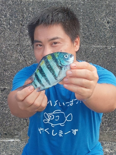 オヤビッチャの釣果