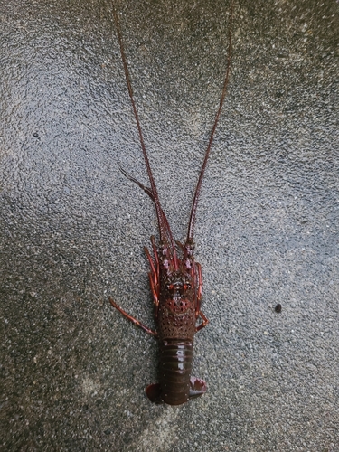 イセエビの釣果