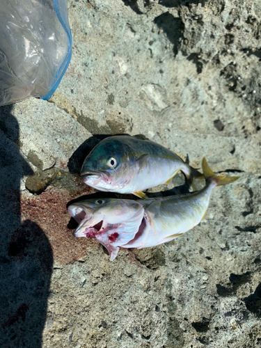 ワカシの釣果