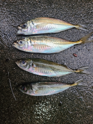 アジの釣果