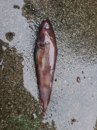 ドンコの釣果