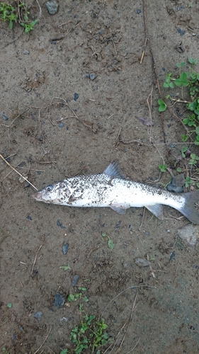 ニゴイの釣果