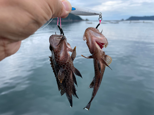 オオモンハタの釣果