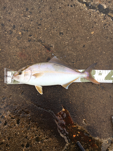 ショゴの釣果