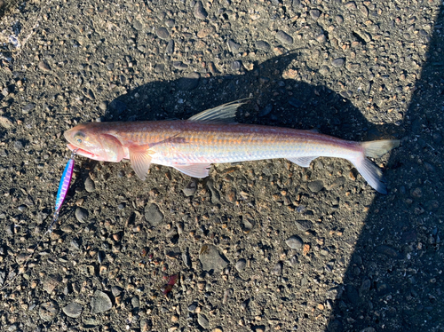 エソの釣果