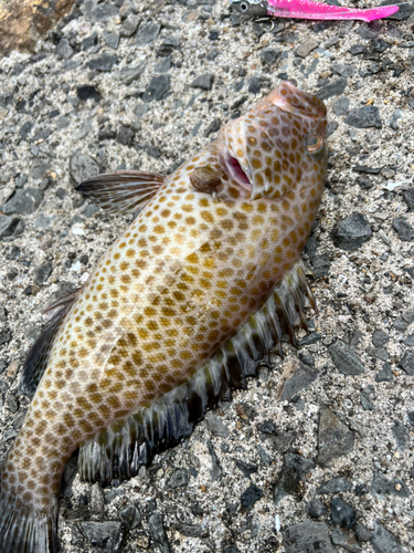 オオモンハタの釣果