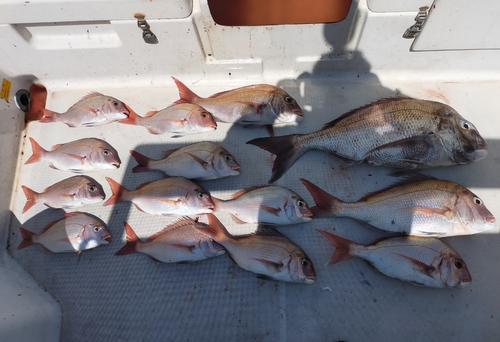 マダイの釣果