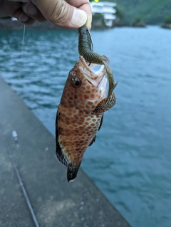 オオモンハタの釣果