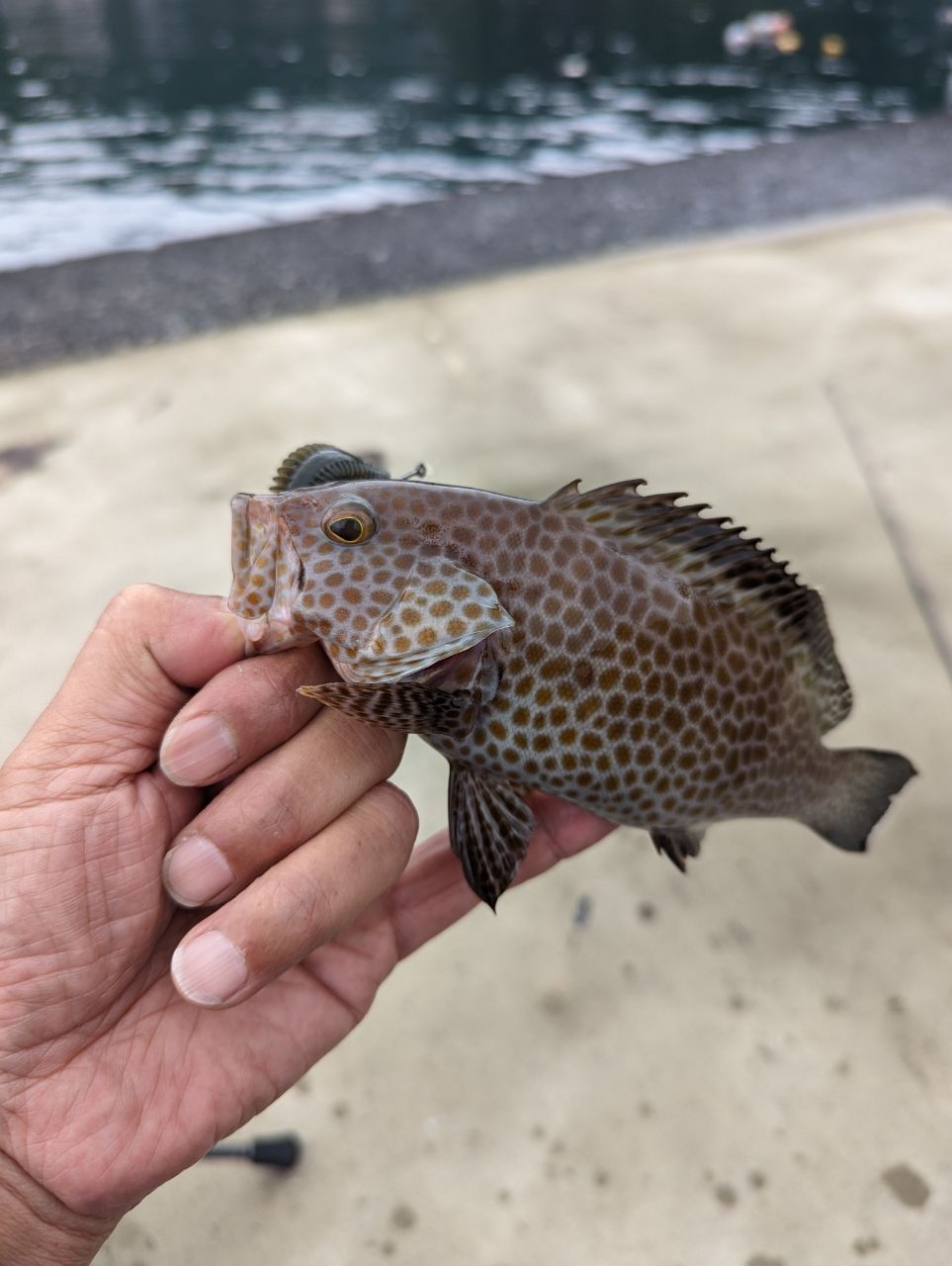 nakajy_a さんの 2022年09月09日のオオモンハタの釣り・釣果情報(三重県 - 島勝浦漁港) - アングラーズ | 釣果500万件 ...