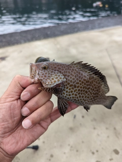 オオモンハタの釣果