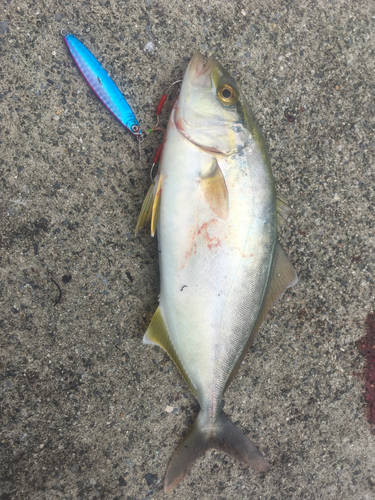 ショゴの釣果