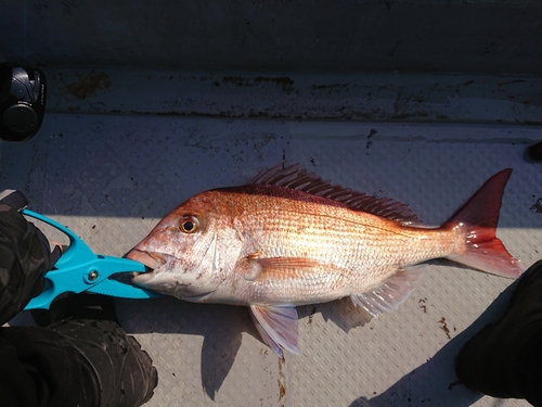 マダイの釣果