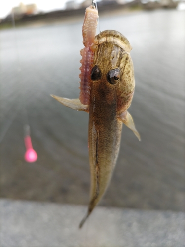 ハゼの釣果