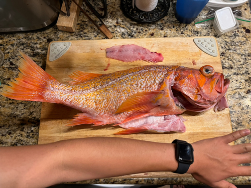 メバルの釣果