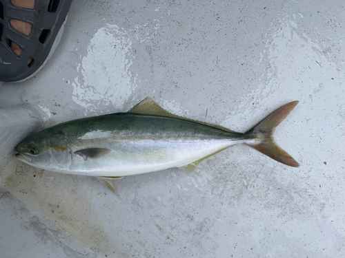 ツバスの釣果