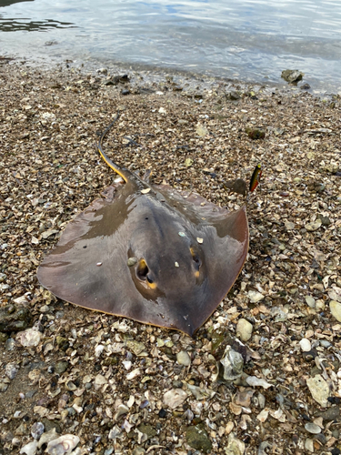 エイの釣果