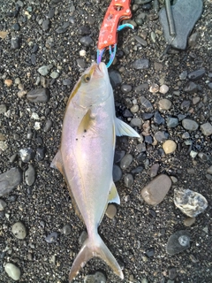 ショゴの釣果