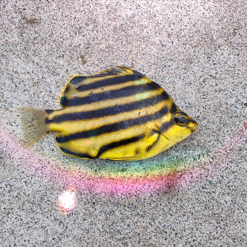 カゴカキダイの釣果