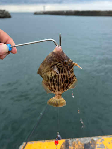 カワハギの釣果