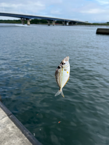 ヒイラギの釣果