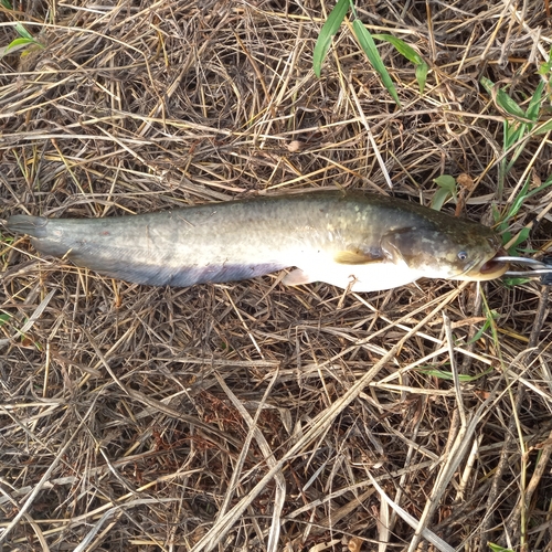 マナマズの釣果