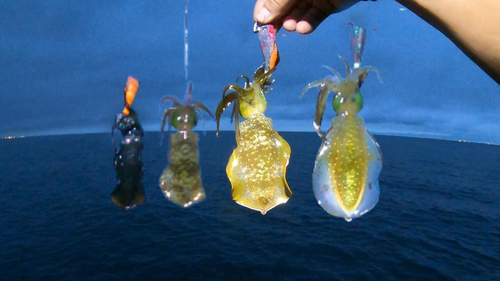 アオリイカの釣果