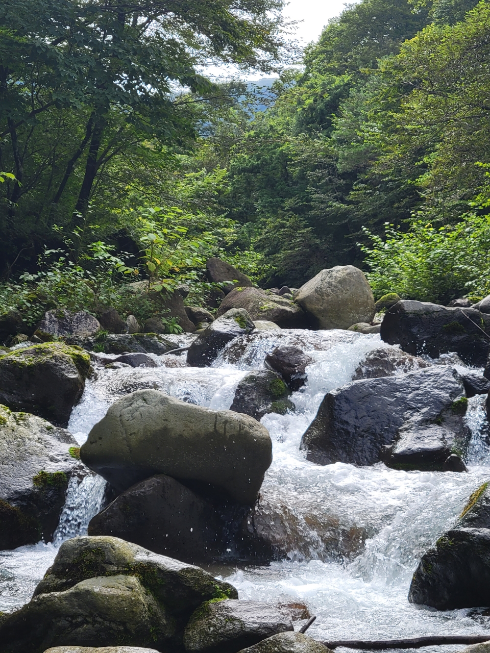 イワナ