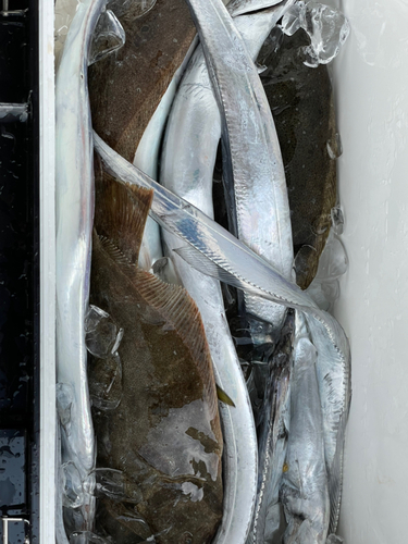 タチウオの釣果