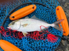 ショゴの釣果