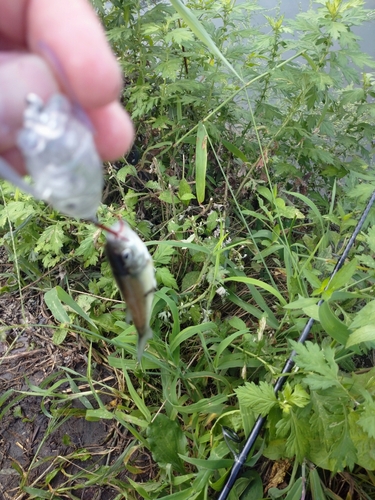 オイカワの釣果