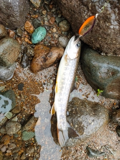 イワナの釣果