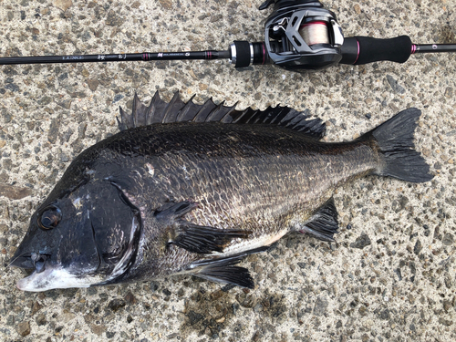 チヌの釣果