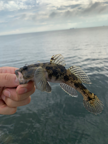 マアジの釣果