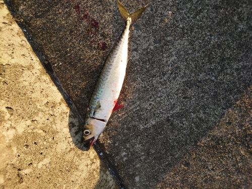 サバの釣果