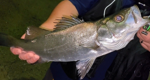 スズキの釣果