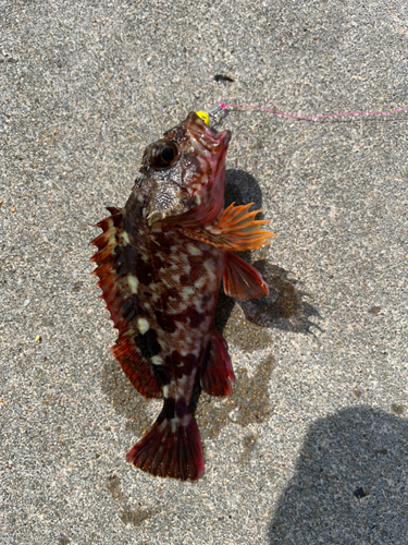 カサゴの釣果